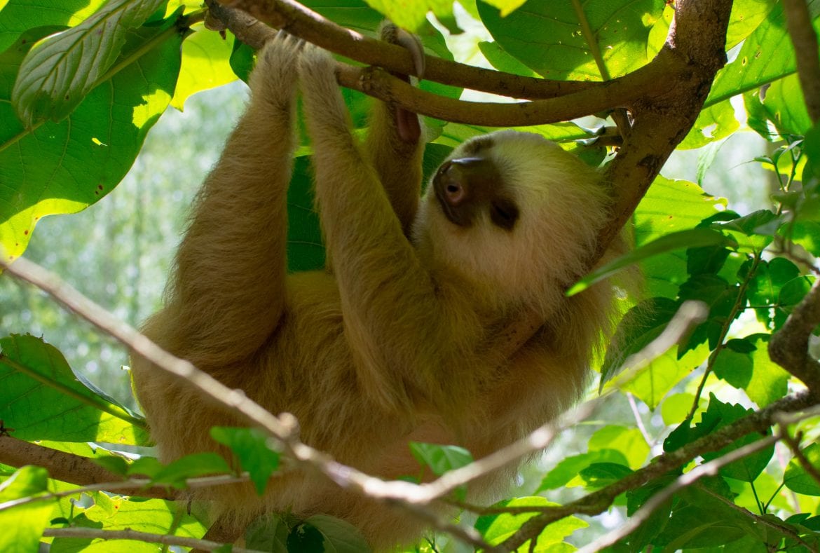 costa rica rescue seeing sloths in costa rica a visit to the jaguar rescue center our escape clause costa rica rescue seeing sloths in costa rica a visit to the jaguar rescue center our escape clause