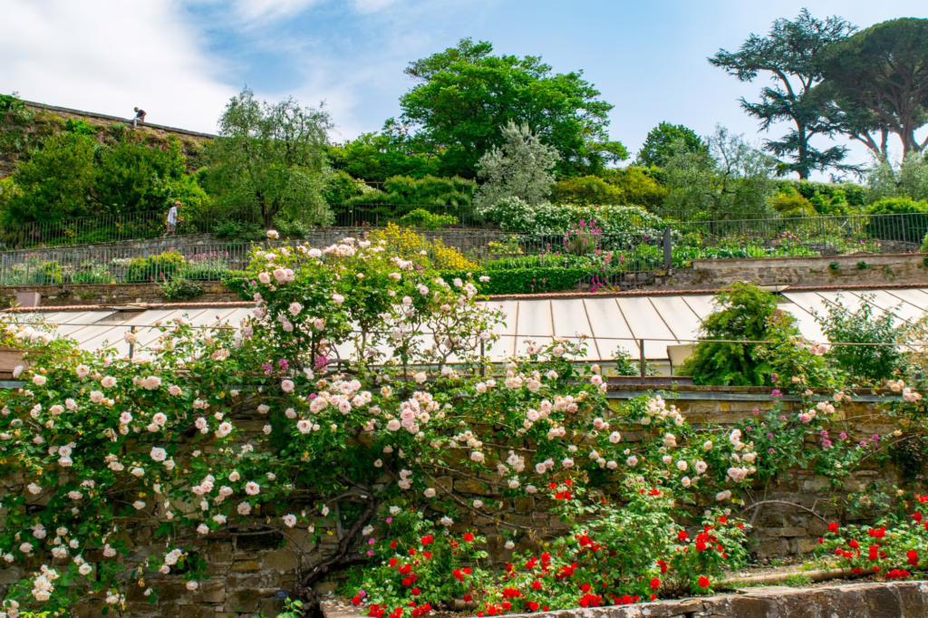 view of blooming pink roses in the florence rose garden, home to one of the best florence views to visit