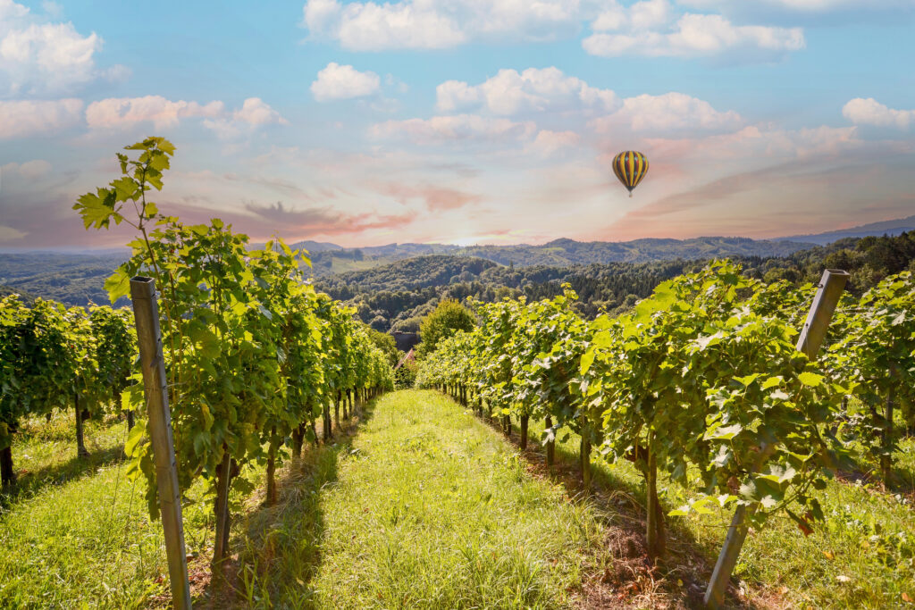 view of a vineyard over tuscany italy with a hot air balloon in the air above it