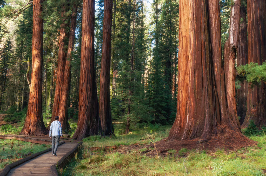 hiker on a boardwalk trail amongst giant sequoia trees in sequoia national park california