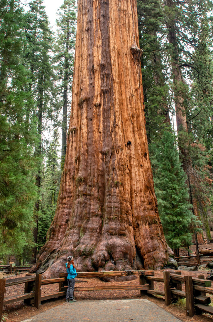 person standing at the foot of a sequoia tree and looking up when visiting sequoia national park, one of the most incredible national parks in the united states