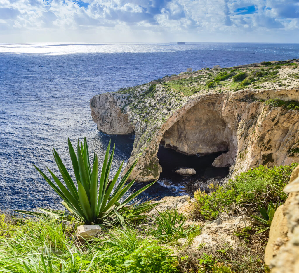 view of the malta blue grotto from cliffs above with an agave plant in the foreground