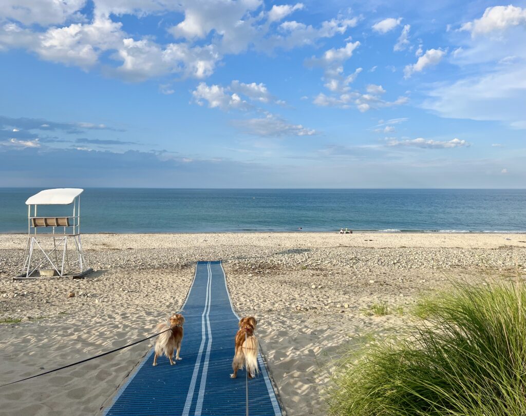 two yellow dogs including ranger storm walking onto rexhame beach near boston, white lifeguard stand to the left and water in the distance