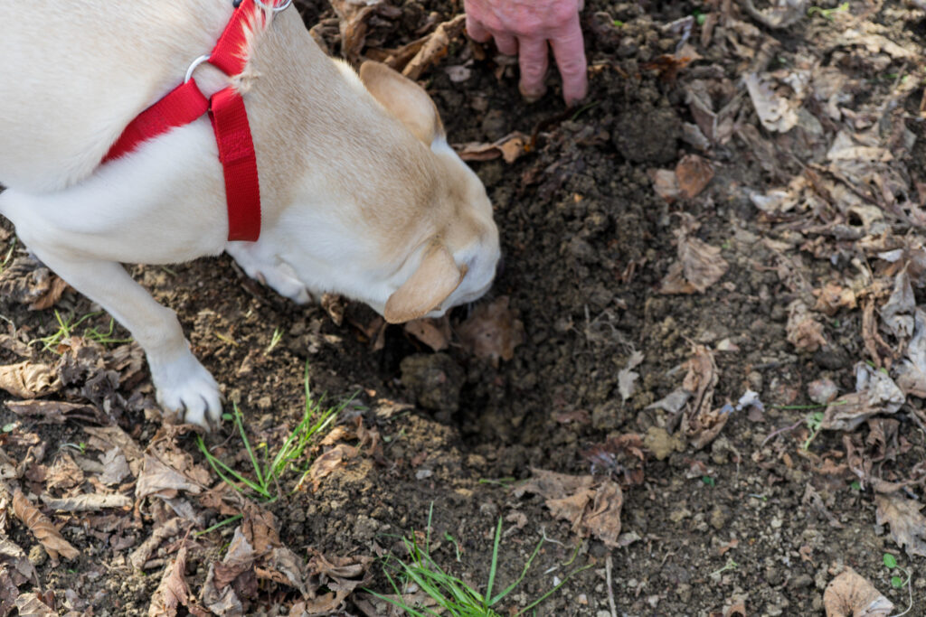 yellow dog in a red harness digging for a truffle in piedmont italy