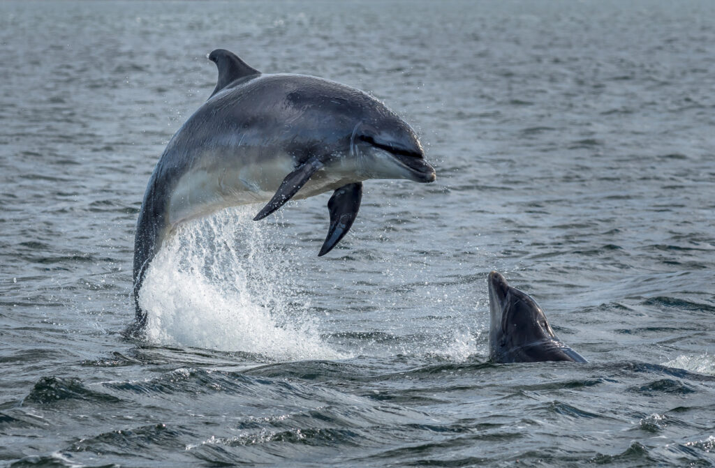 bottlenose dolphin jumping out of the water in moray firth scotland