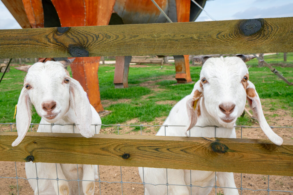 two white goats at cotswold farm park looking at the camera