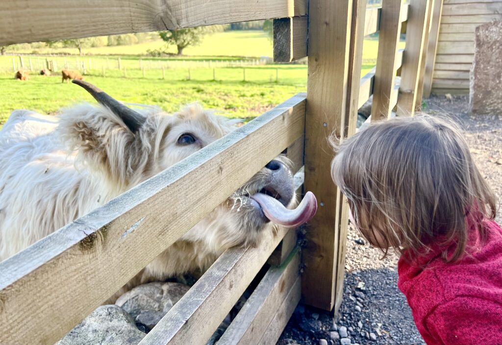 hairy coo sticking its tongue out at a toddler in a red sweater