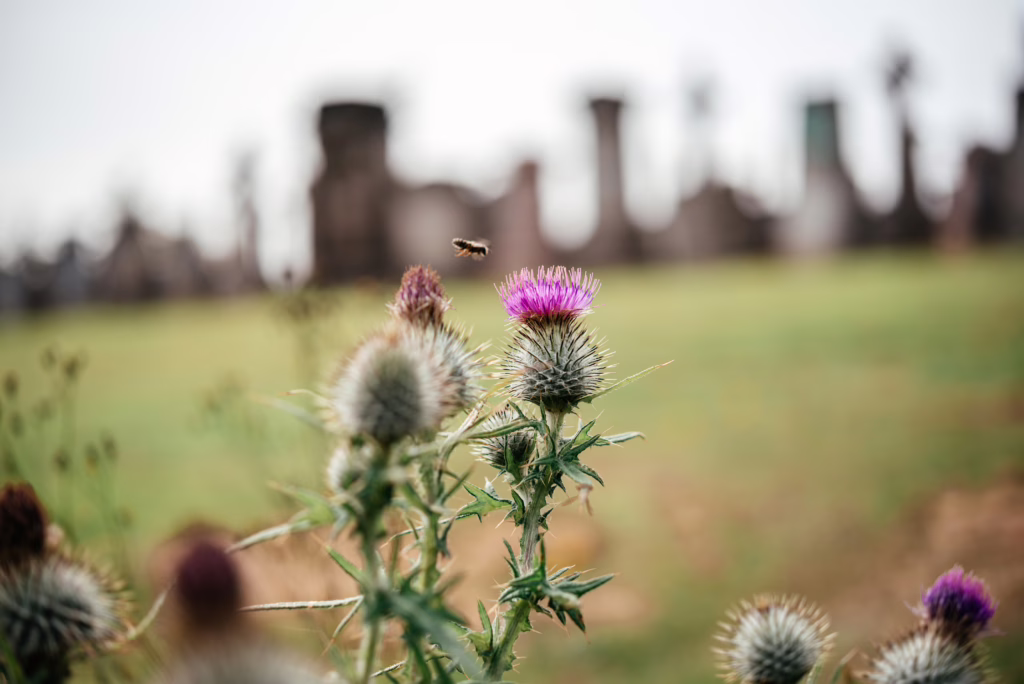 scottish thistle blooming in scotland with purple flowers in the center of the photo and a blurred background