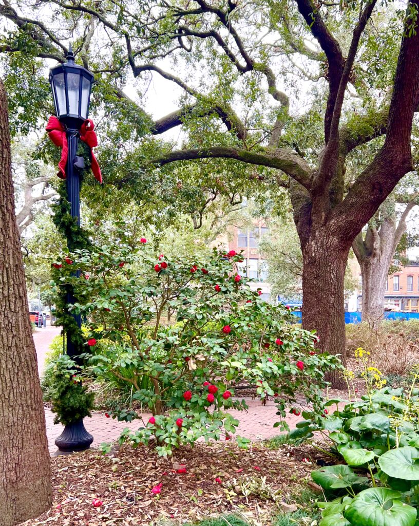 wright square in savannah georgia with a christmas garland on the light post and a blooming red camellia