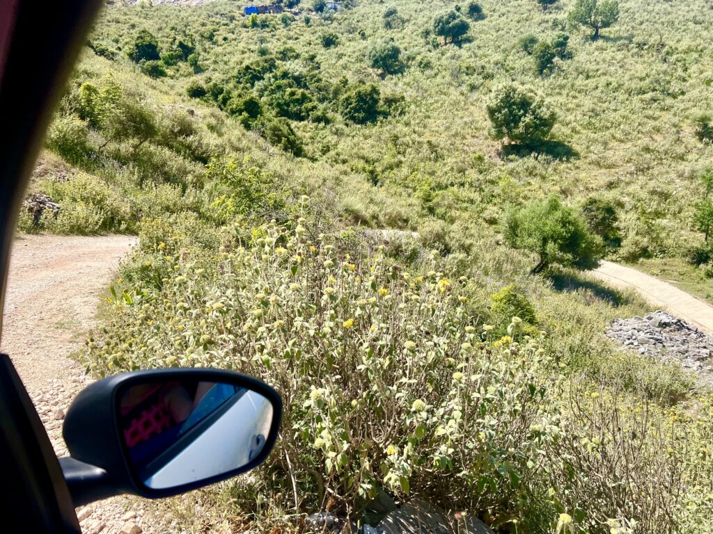 view of curved dirt road surrounded by foliage as seen from a car window approaching mirror beach in albania