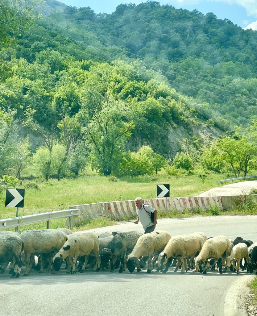 group of sheep with their sheperd crossing a rural road in albania with hills visible behind them