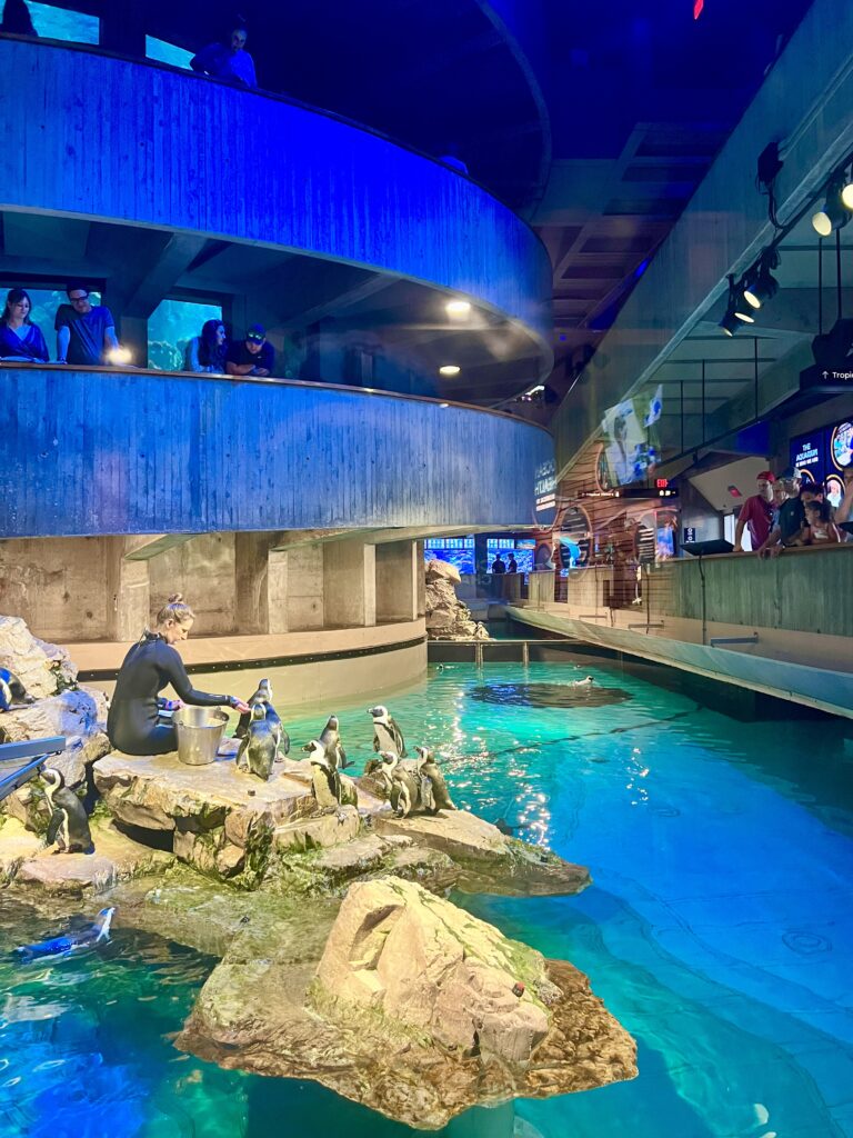 marine trainer feeding penguins in new england aquarium museum exhibit, as seen when visiting boston massachusetts