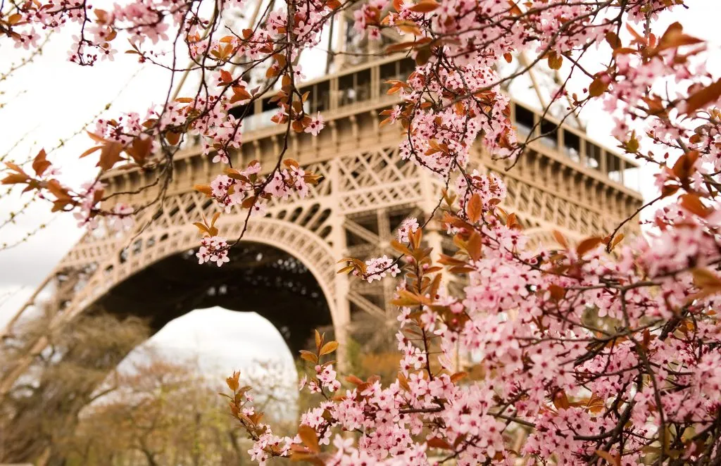 cherry blossoms blooming in front of eiffel tower in sprin, one of the best things to see in paris france