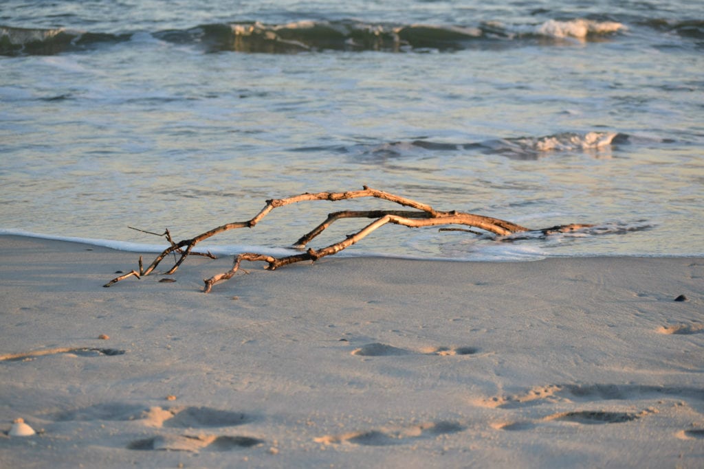 Stick of driftwood washed ashore on a North Carolina beach at golden hour