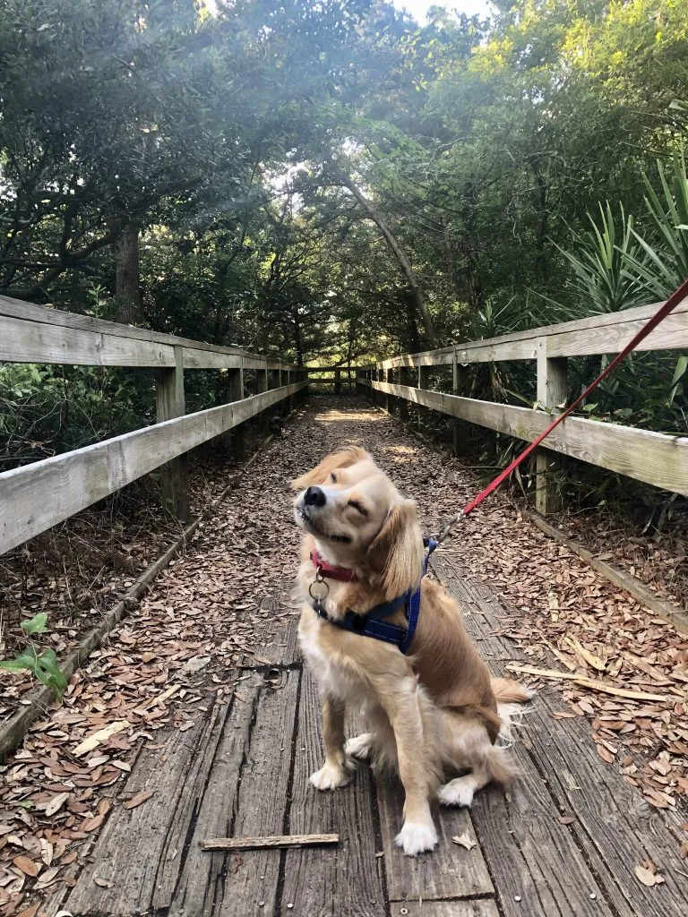ranger storm on a boardwalk at hope pole creek nature preserve