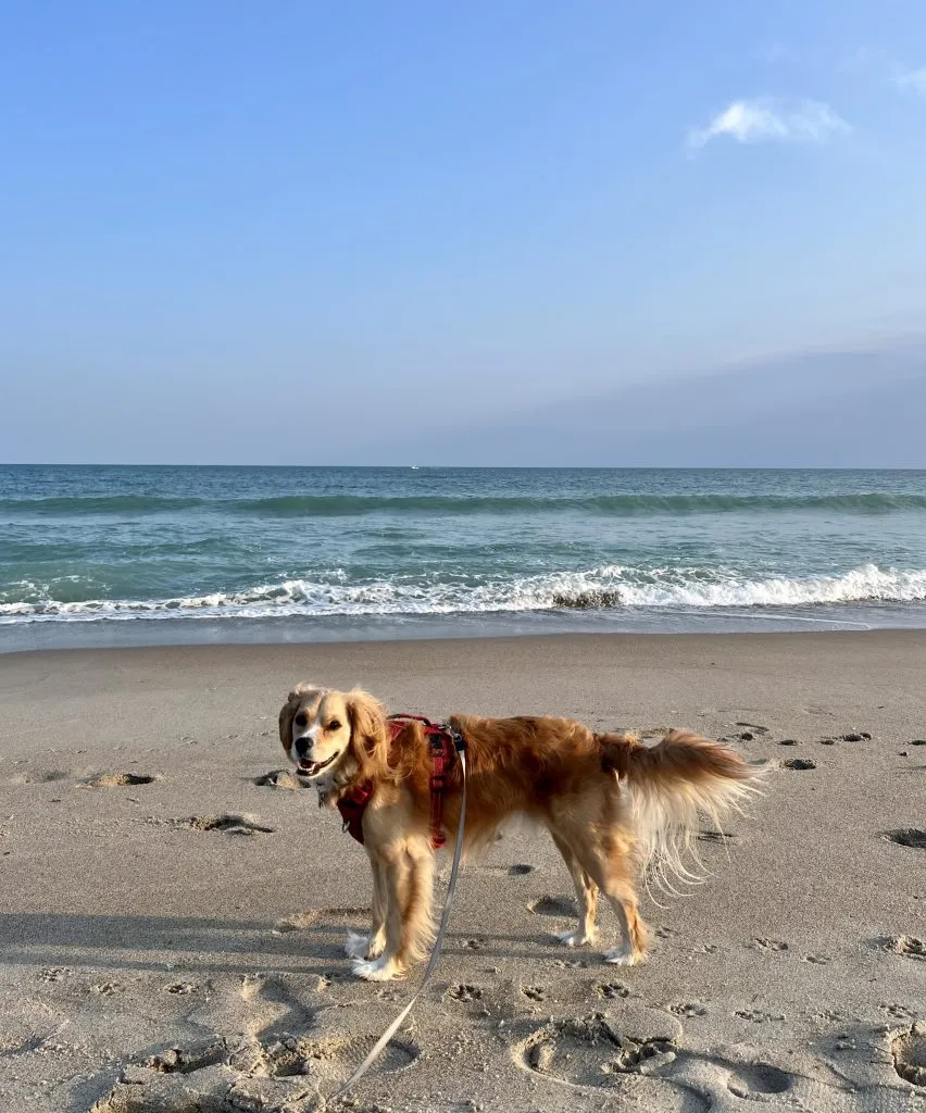 ranger storm standing on the sand at atlantic beach nc at sunset