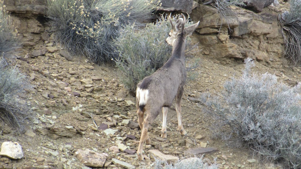 Day Hiking in the Grand Canyon