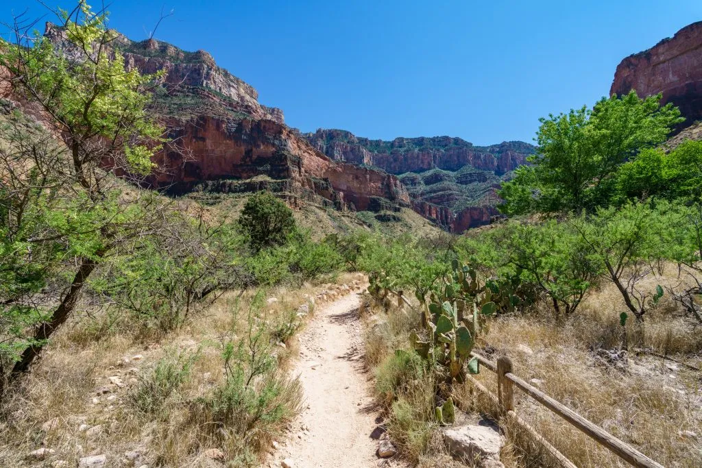 bright angel trail through indian garden oasis with greenery on either side of the trail