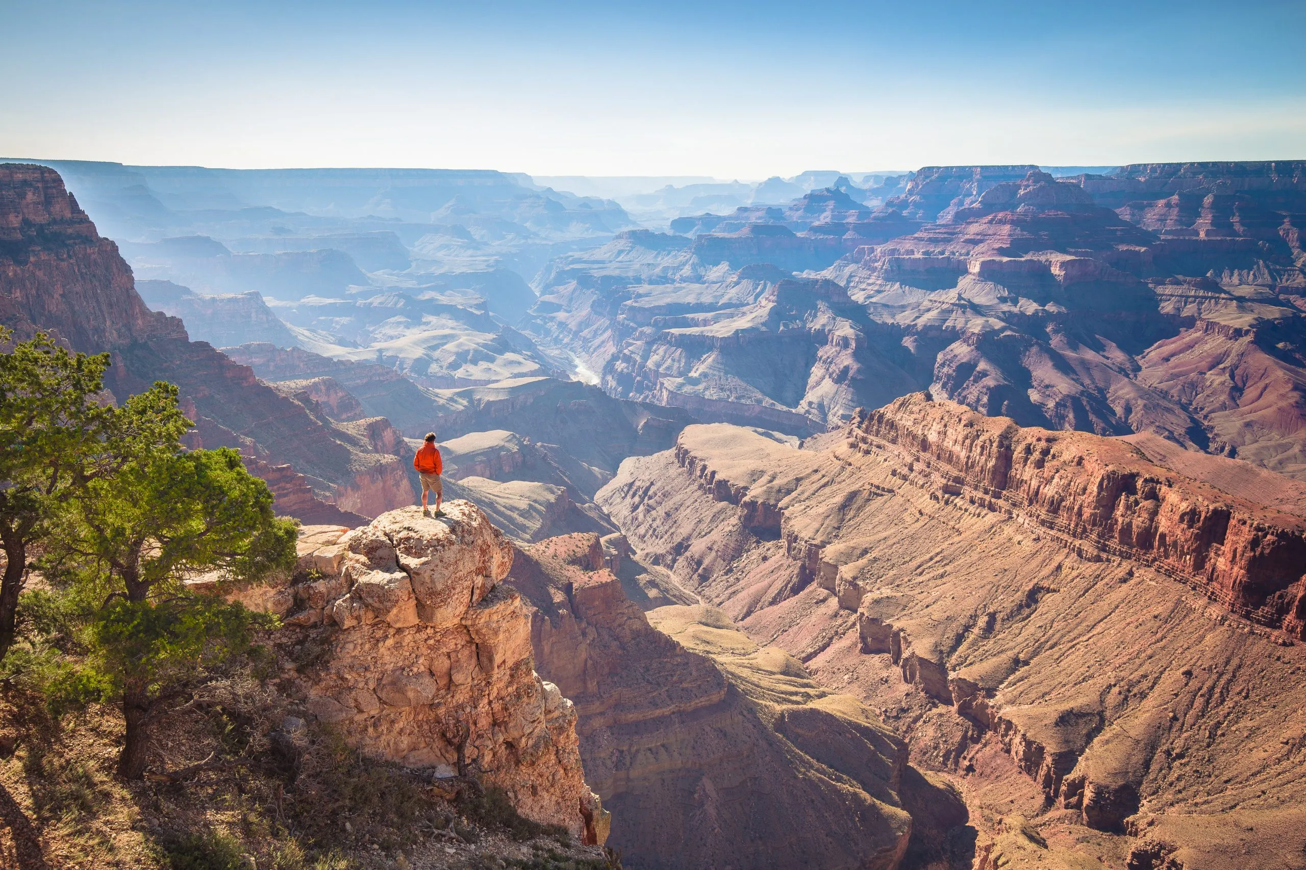 man in a red jacket as seen on one of the best day hikes in the grand canyon, with a tree in the left foreground and the canyon consuming most of the image