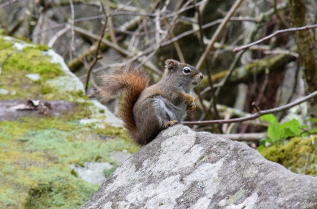 squirrel sitting on a mossy boulder in great smoky mountains hiking