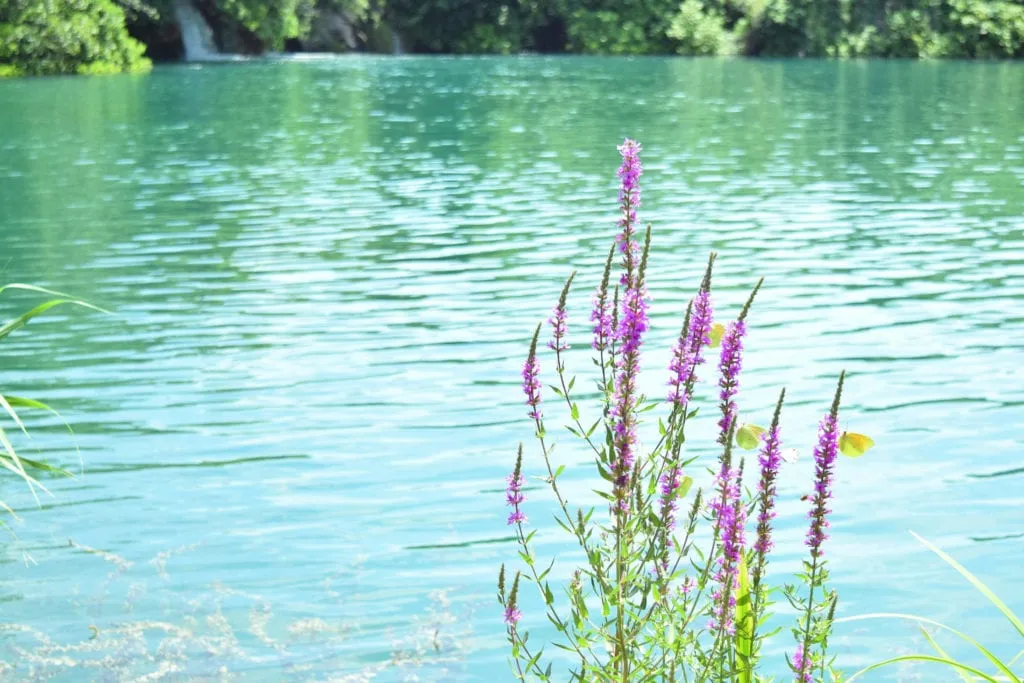 clear water in krka national park with purple flowers in foreground, plitvice or krka national park