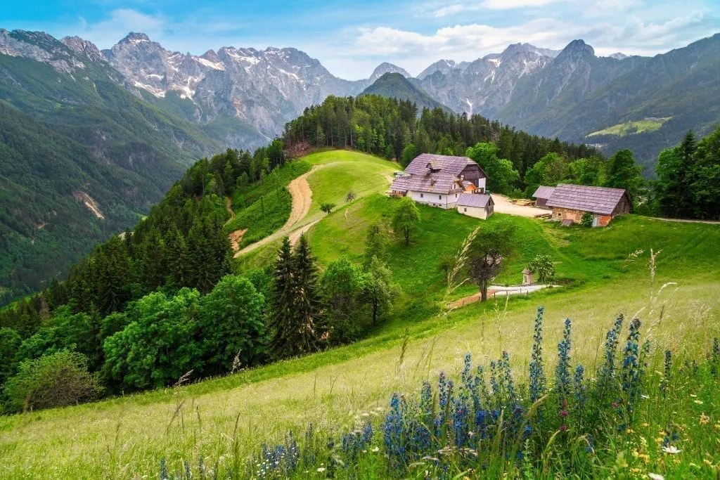 Logar Valley in Slovenia with blue flowers visible in the foreground, peaks of the alpsin the background, and two small houses in the center right of the photo