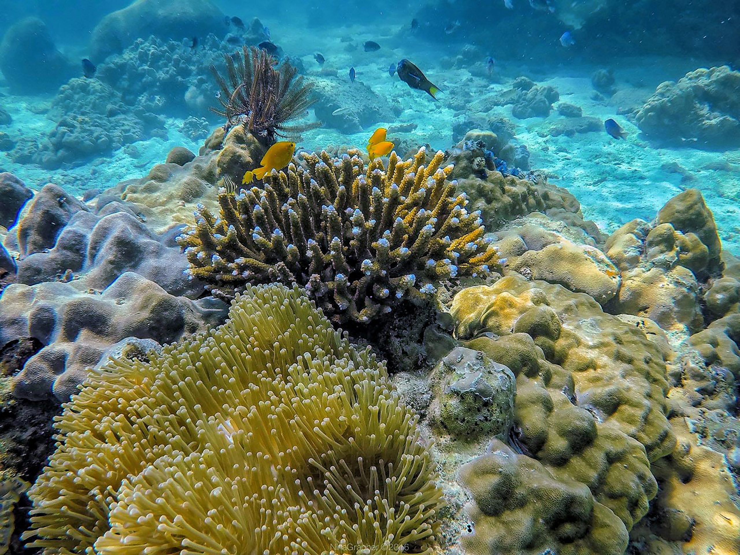 collection of coral and fish as seen during open water course koh tao scuba diving