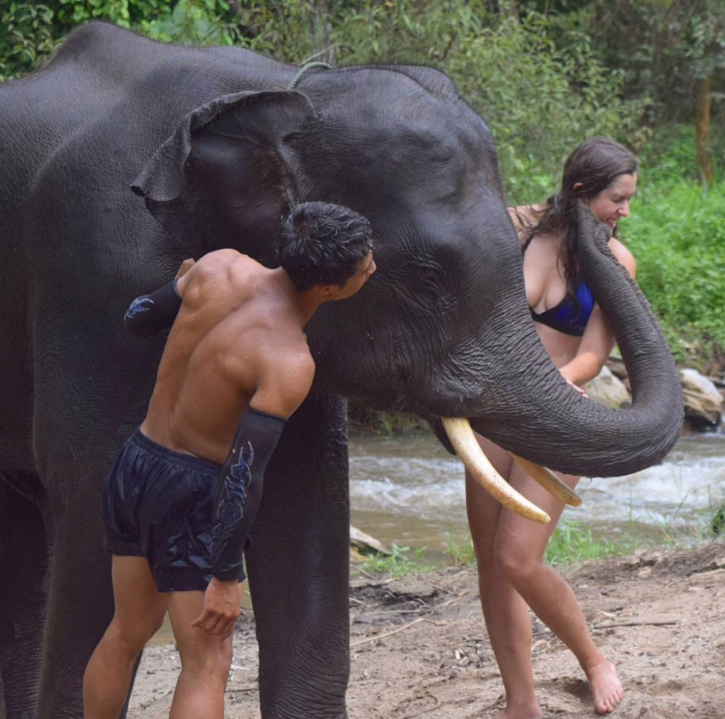 kate storm being kissed on the cheek while a mahout looks on in chiang mai thailand
