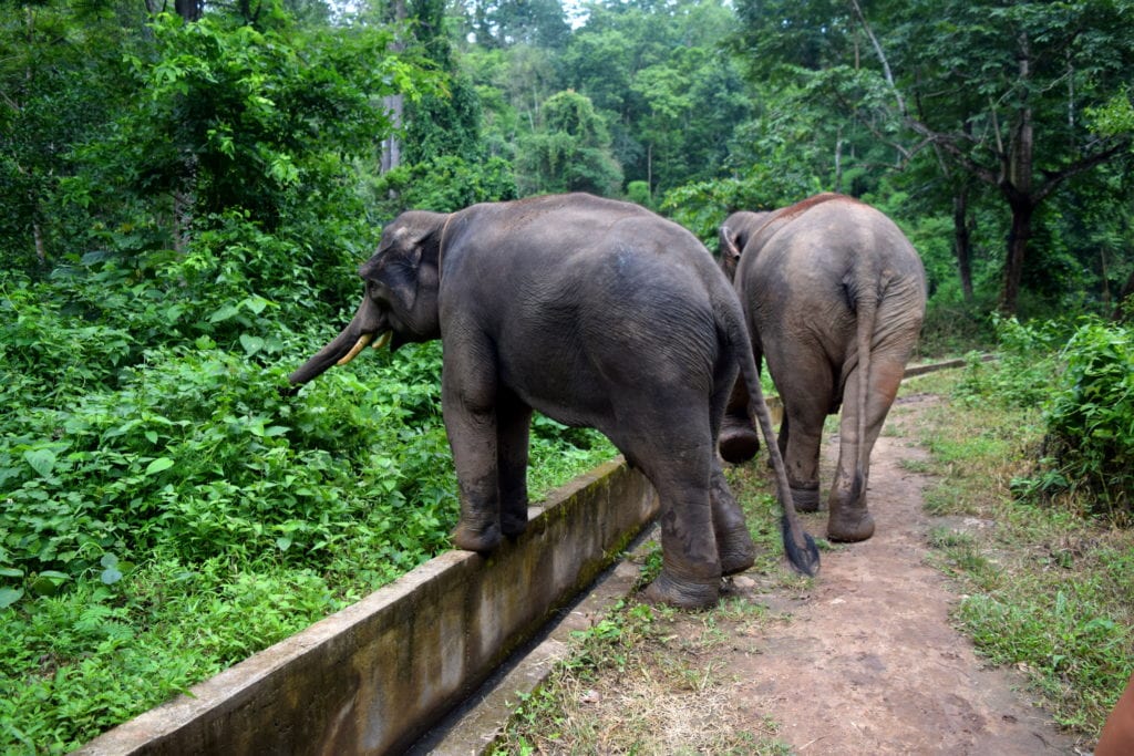 two asian elephants walking through the jungle during an ethical elephant interaction thailand