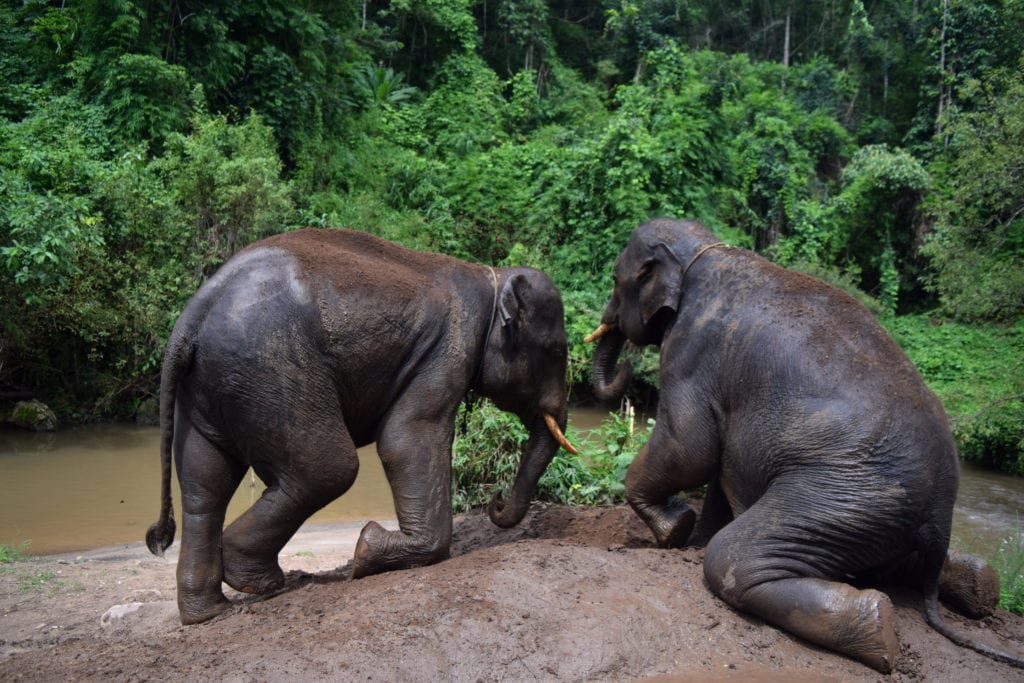 two elephants playing by a river in thailand