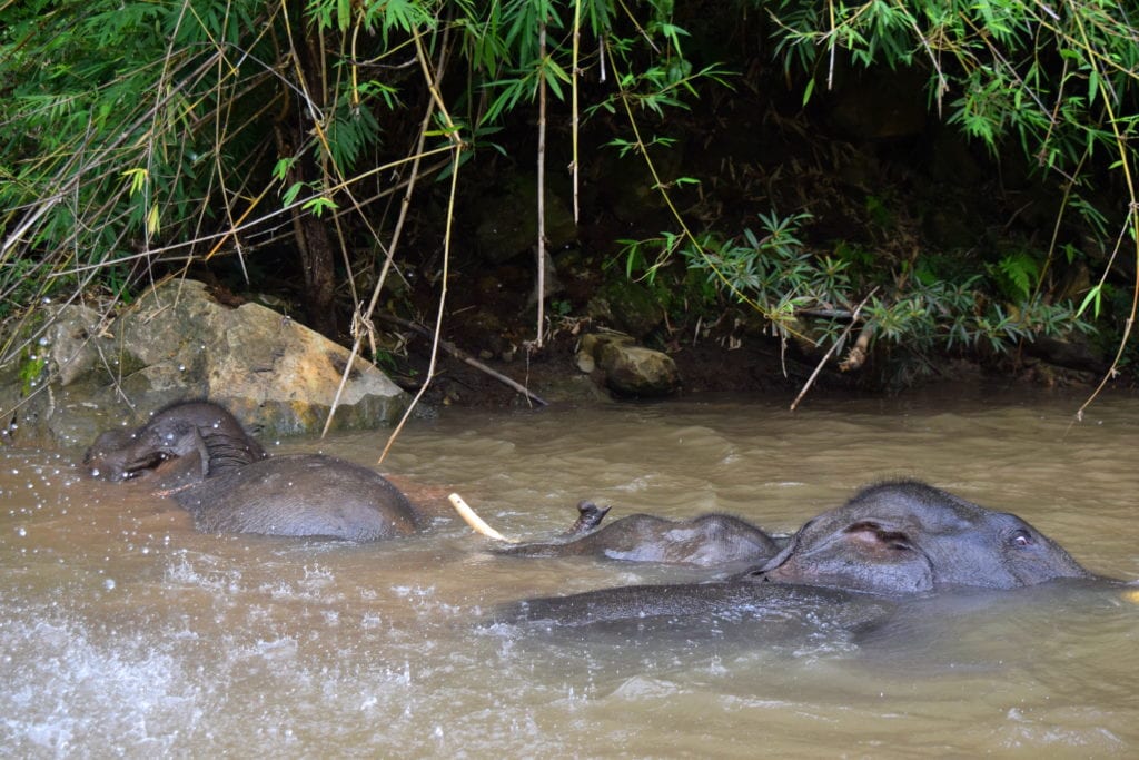 3 elephants swimming in thailand in a river