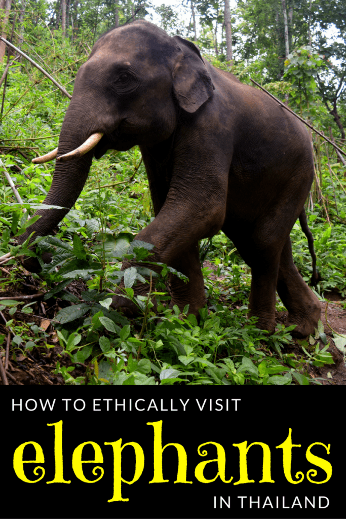 photo of an asian elephant walking through the jungle, white and yellow text on a black background reads "how to ethically visit elephants in thailand"