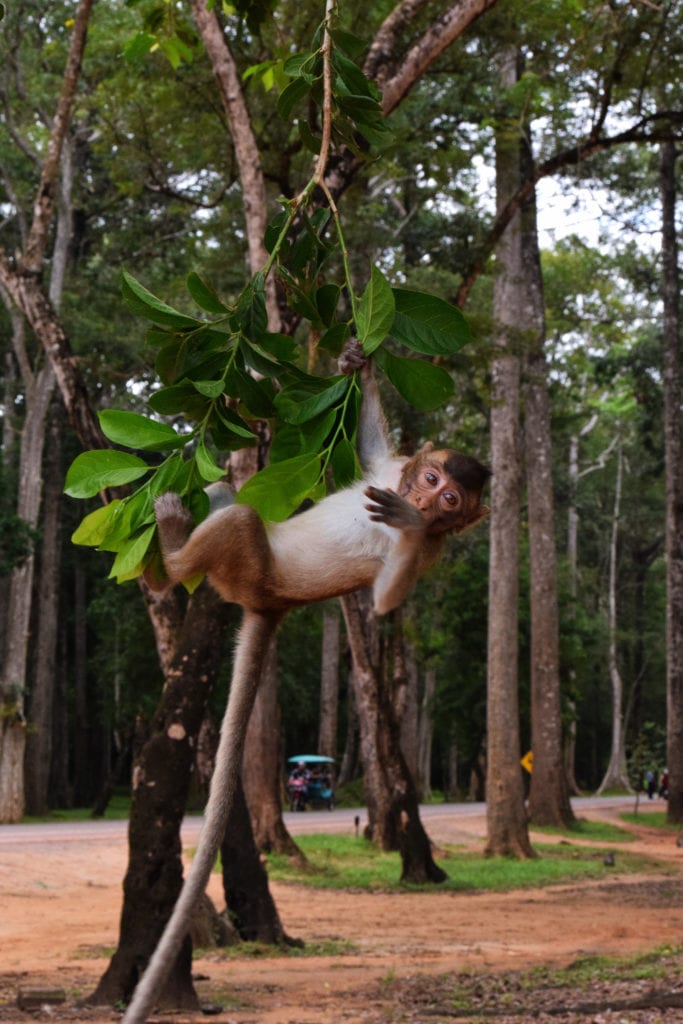 baby monkey dangling from a tree branch in cambodia