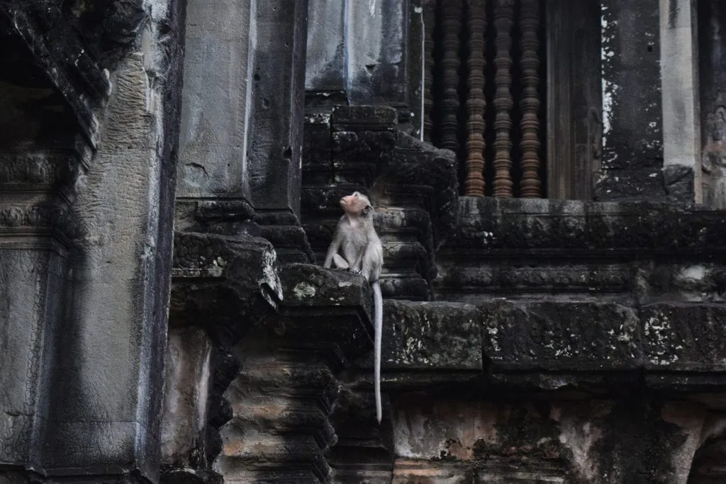 young monkey sitting on the edge of a temple in angkor wat staring up