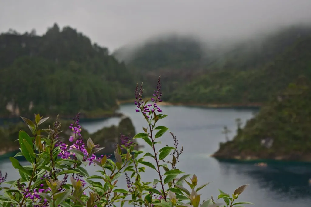 purple flowers in the foreground of the Lagos de Montebello, Chiapas, Mexico