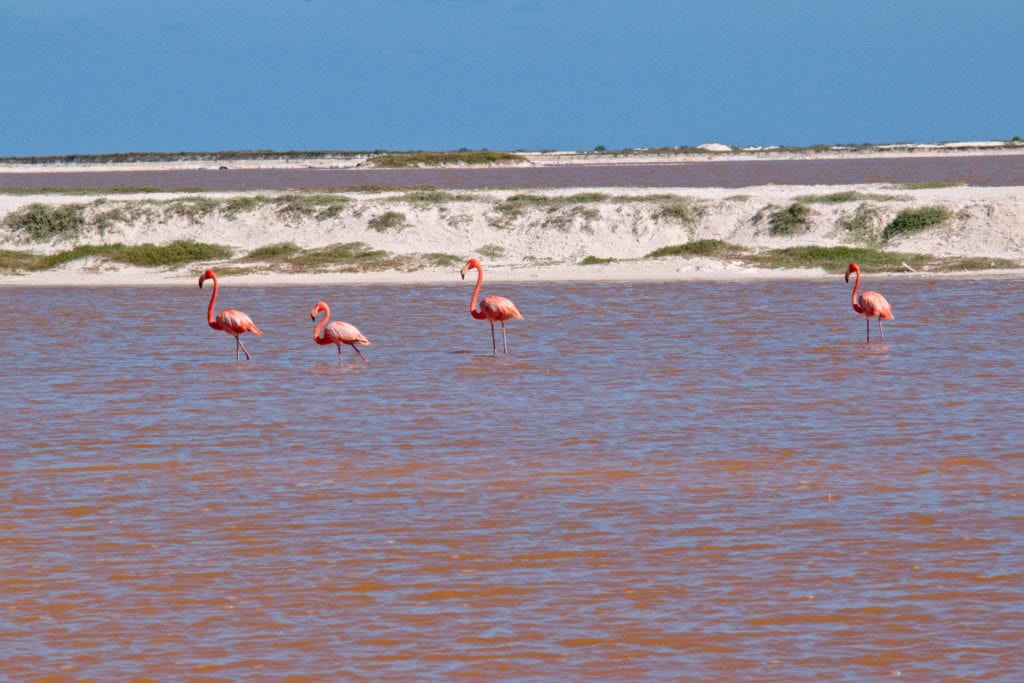 4 flamingos standing in the pink lakes mexico