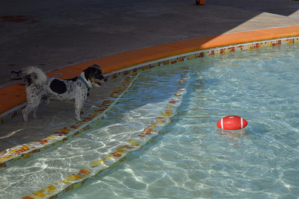 a small black and white terrier on the first step of a pool at sailfish resort placencia