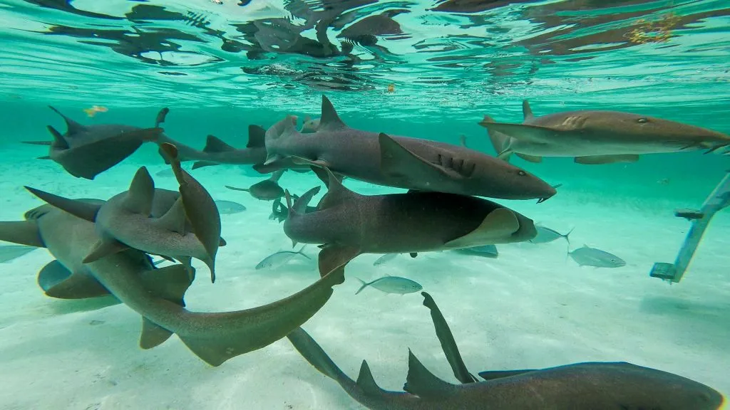 group of nurse sharks as seen under the water at shark ray alley, one of the top attractions in belize bucket list