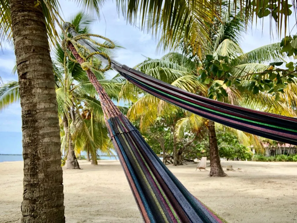 corner of two hammocks hanging from a palm tree in placencia
