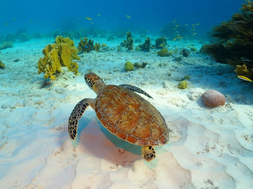 sea turtle swimming under the water near a coral reef in belize