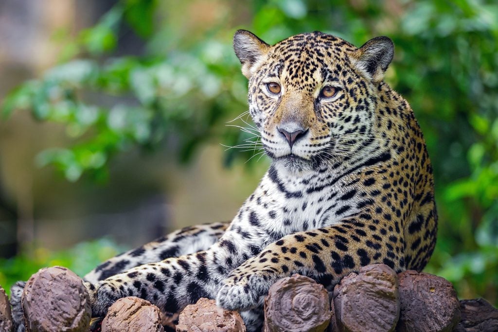 jaguar sitting on wood and looking at the camera at the belize zoo