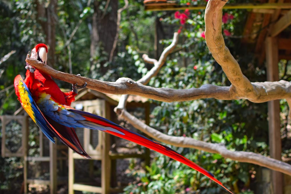 scarlet macaw dangling from a tree branch in copan honduras things to do in