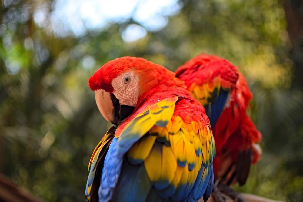 scarlet macaw looking over its shoulder at macaw mountain honduras