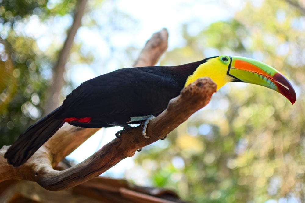 toucan as seen from below. seeing beautiful birds is one of the best things to do in copan honduras