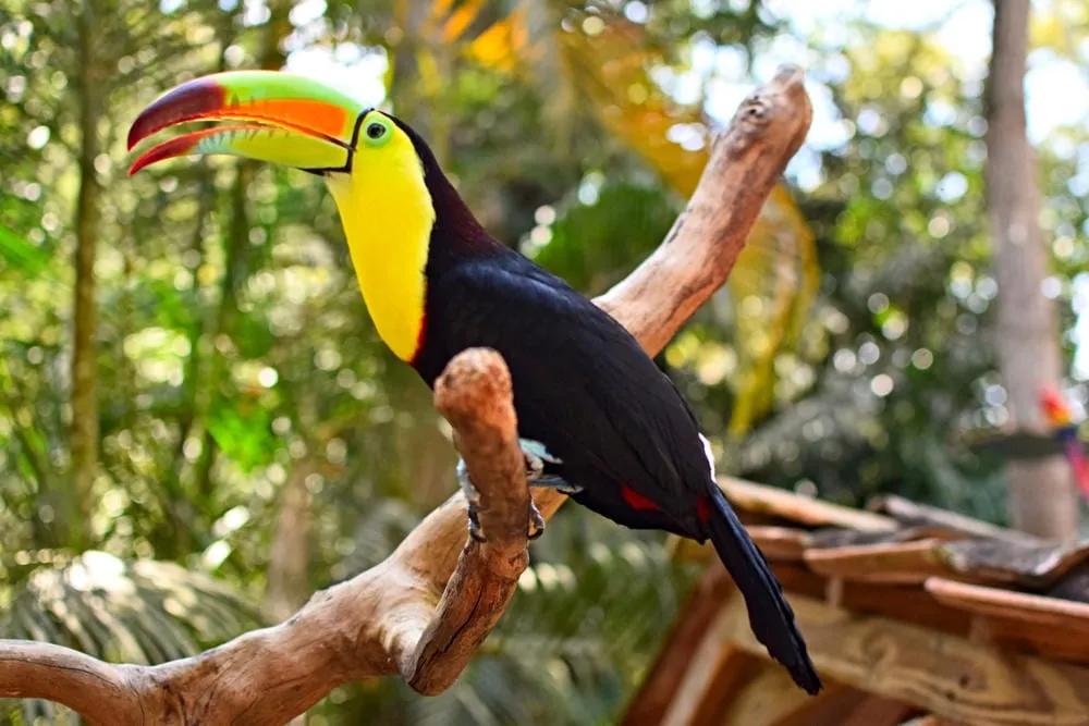 Mexico and Central America Packing List: Toucan in Honduras