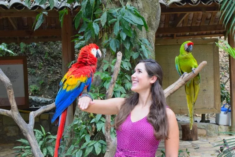 kate storm holding a scarlet macaw at macaw mountain, one of the best things to do in copan honduras