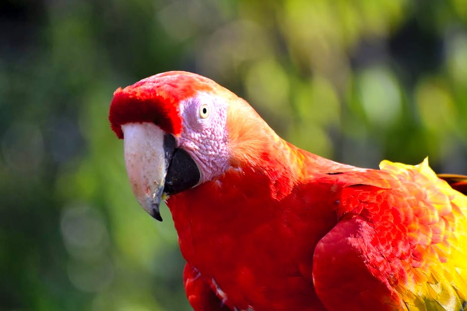 close up of a macaw in copan honduras, as seen during a honduras backpacking trip