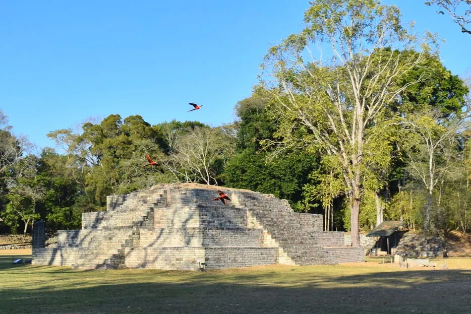 3 macaws flying past a pyramid at the copan ruins in copan honduras