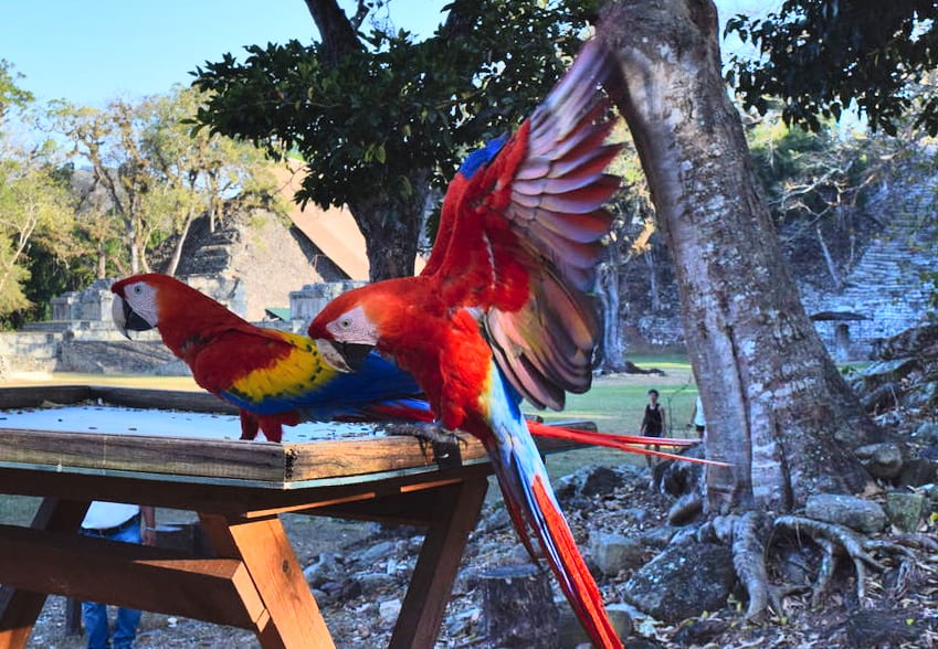 two macaws eating with copan ruins behind them