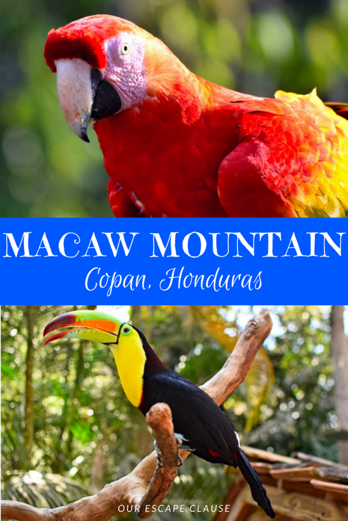 2 photos of birds at macaw mountain. white text on a blue background reads "macaw mountain copan honduras"